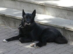 schwarzer Norwegischer Elchhund Foto